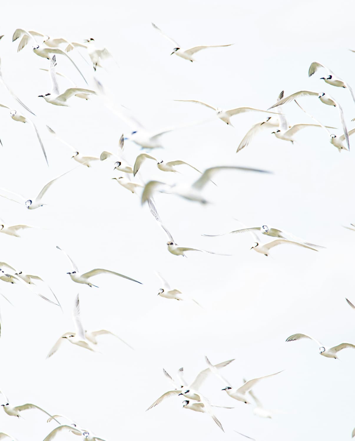 Go-to-Market Strategy