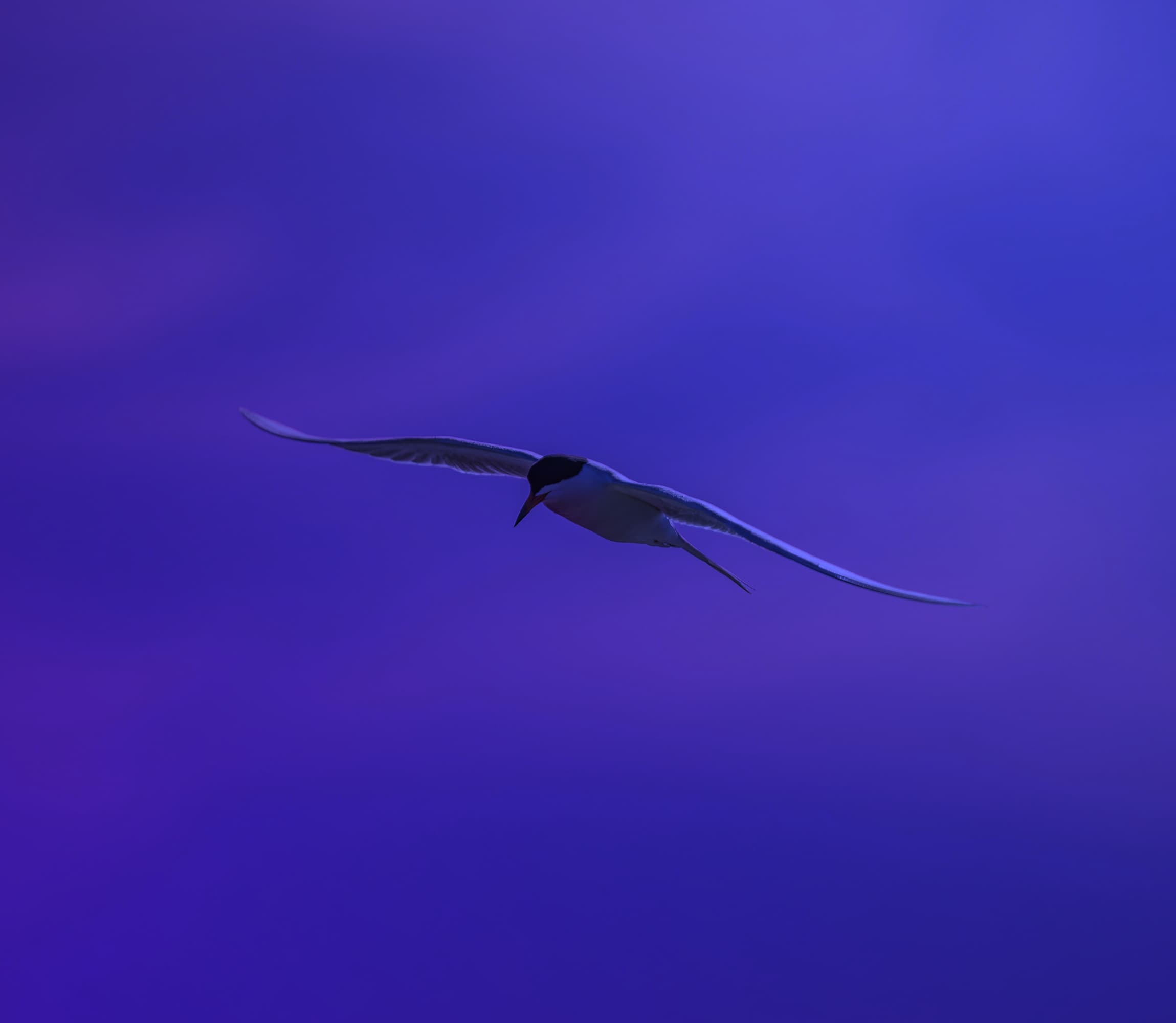 Arctic Tern soaring through a night sky